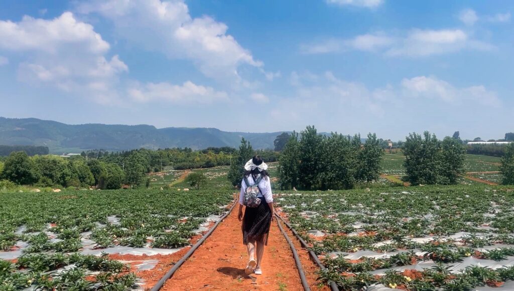 Кунмин в Китай плантация Юнан